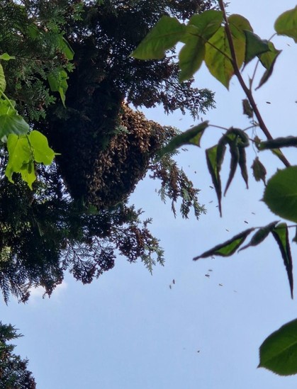 Foto eines Bienenschwarms, der in einem Nadelbaum hängt
