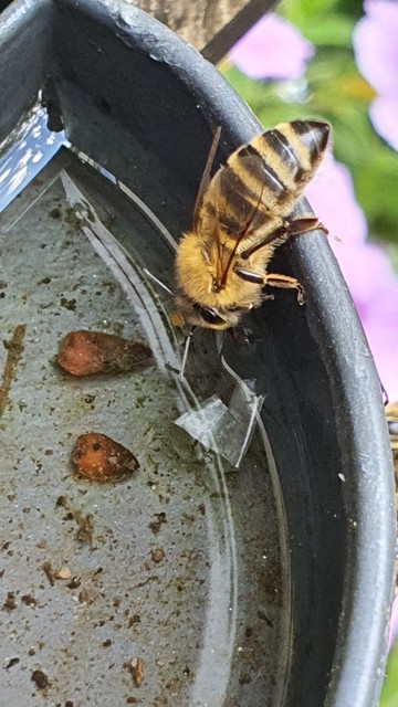Biene trinkt Wasser am Rand eines umgedrehten Kübels