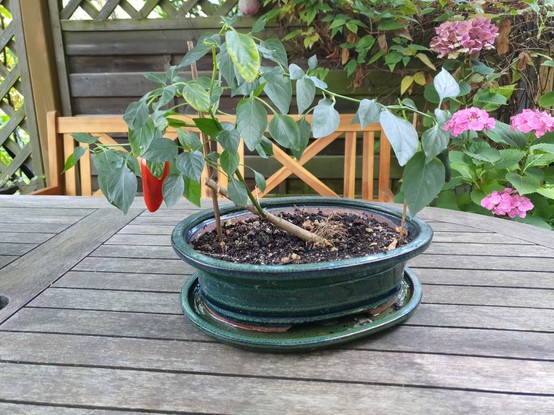 Picture of a chili plant in a bonsai pot. On the left side of the plant is a ripe red fruit, another on on the right side is still green and hidden behind a leaf