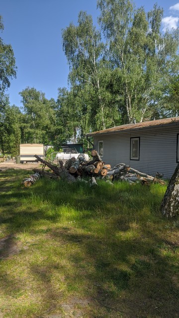 Katzensuchbild, sie ist sehr gut versteckt. Ein wilder Holzhaufen vor einem flachen Gebäude. Davor Rasen im Halbschatten, im Hintergrund stehen Birken.