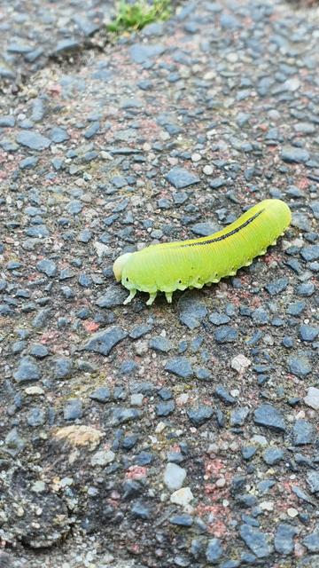 Eine große leuchtend gelbgrüne Raupe mit einem schmalen schwarzen Strich auf dem Rücken