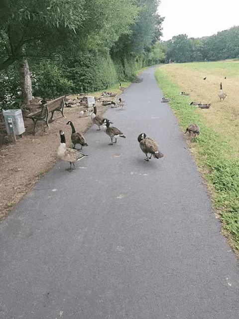 Video: 30-40 Canada Wildgänse blockieren einen Fahrradweg bzw. gehen sehr gemächlich zur Seite