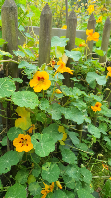 Foto einer Kapuzinerkresse, die sich über ein Stück Jägerzaun rankt. Die Blüten sind hellorange, die Blätter grün mit weissen Streifen