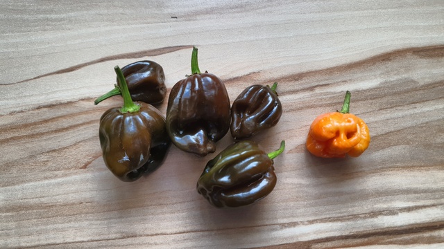 Foto von 2 verschiedenen Sorten Chillis.
Schokofarbene Habaneros und eine Carolina Reaper