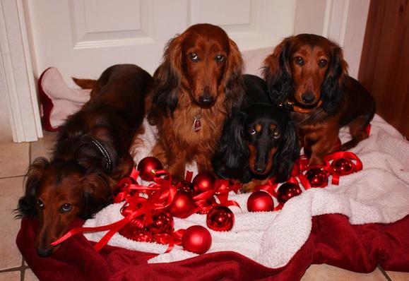 Vier Dackel sitzen in ihrem Dackelkorb. Vor ihnen sind mehrere rote Christbaumkugeln mit Bändern dekoriert. Einer der Dackel guckt unzufrieden.