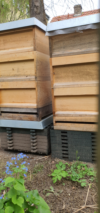 Zwei Bienenbeuten stehen nebeneinander. Jeweils 3 Zargen aufeinander.