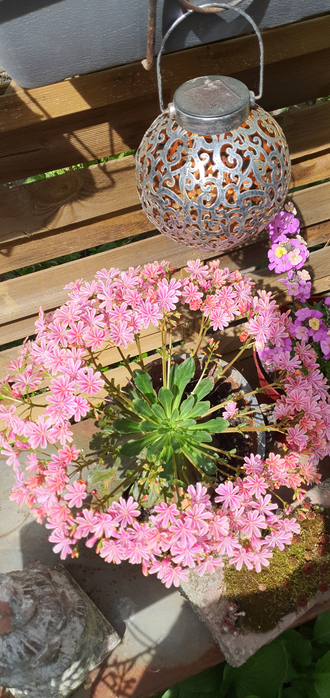 Auf dem Foto ist im Hintergrund eine kleine Laterne zu sehen. Vor der Laterne steht eine Blumentopf mit einer Pflanze. Die lanzettförmigen Blätter sind in der Mitte angordnet. Die pinkfarbenen, sternförmigen Blüten bilden an schmalen Stielen einen Kreis um die Blätter herum. 