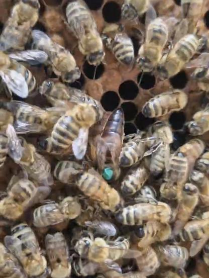Picture with lots of bees. One of the bees is a bit large than the others and marked with a green spot on the back.