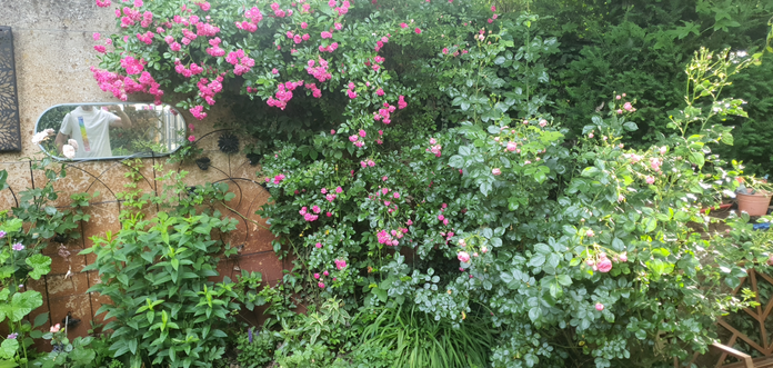 Picture of a garden with different types of roses. On the wall in the backgroud is a mirror. In the mirror you see the photographer, wearing the ESA pride shirt from last year 
