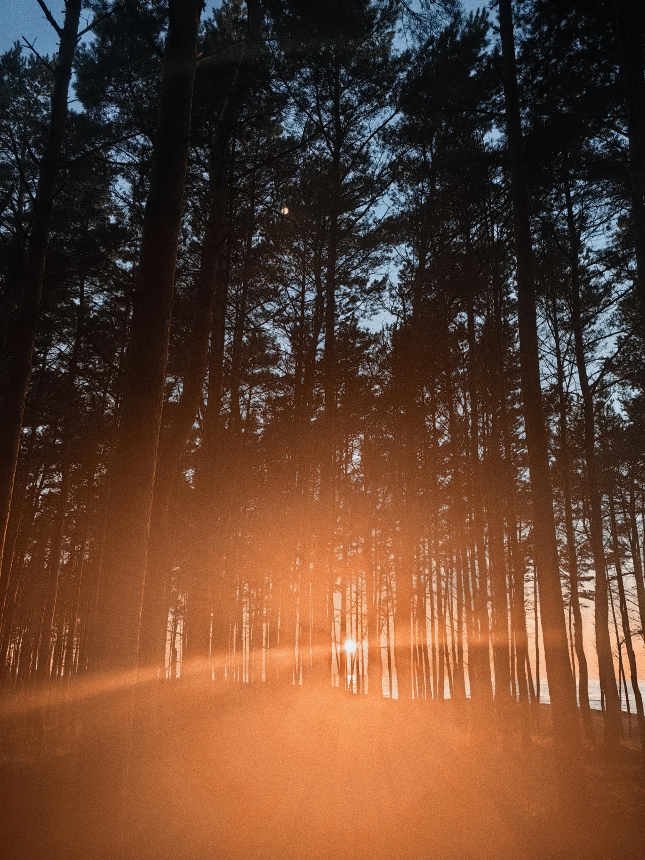 A sundown seen trough the trees of a wood.
