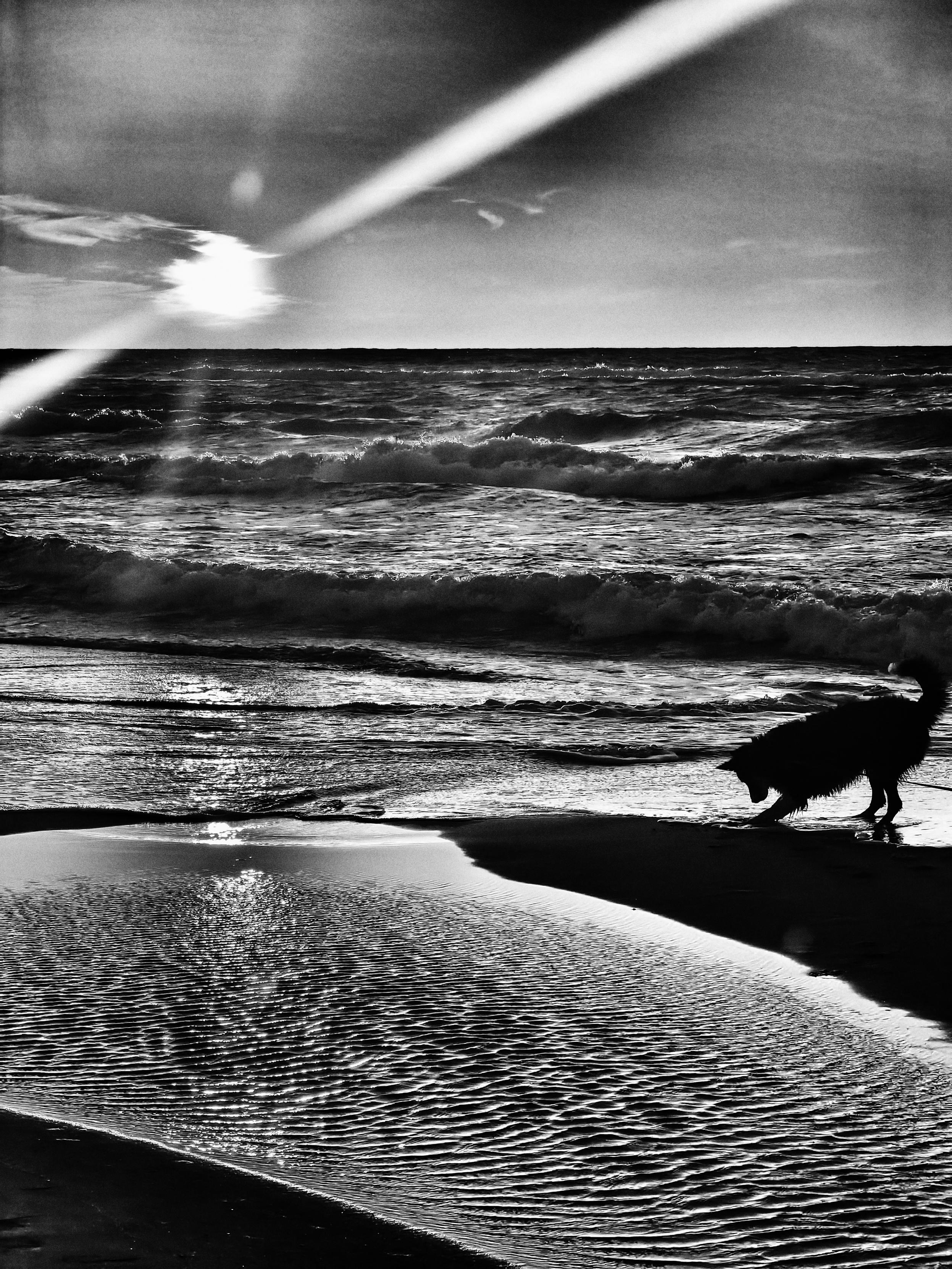Ein Hund buddelt am Strand in den Wellen.